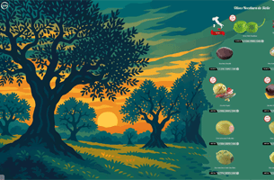 Huiles d'Olives Huiles d'Olives